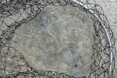 Rhopilema verrilli