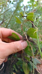 Passiflora bogotensis