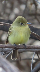 Empidonax difficilis