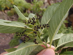 Heliotropium angiospermum