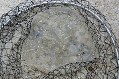 Rhopilema verrilli