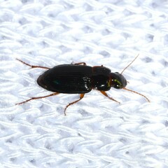 Harpalina
