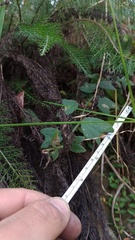 Passiflora bogotensis