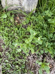 Valerianella radiata