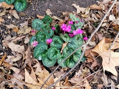 Cyclamen coum