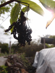 Heliotropium angiospermum