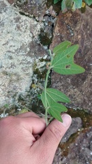 Passiflora bogotensis