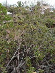 Heliotropium angiospermum