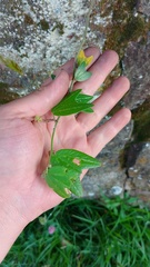 Passiflora bogotensis