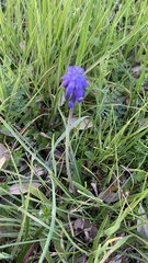 Muscari neglectum