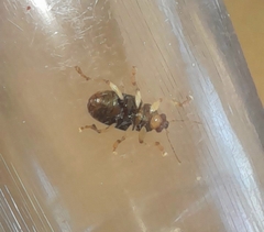 Colaspis cribricollis