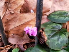 Cyclamen coum