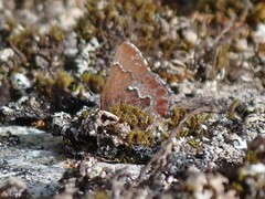 Callophrys mossii
