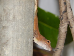 Anolis cristatellus