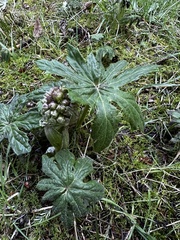 Petasites frigidus