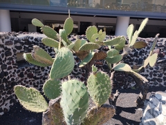 Opuntia lasiacantha