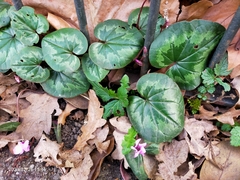 Cyclamen coum