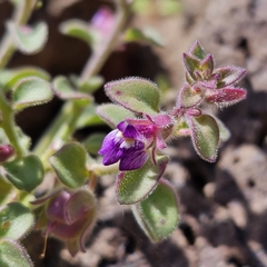 Pseudorontium cyathiferum