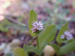 Plectritis congesta