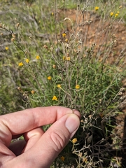 Gutierrezia californica