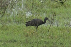 Plegadis falcinellus