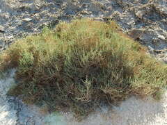 Allenrolfea occidentalis
