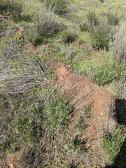 Gutierrezia californica