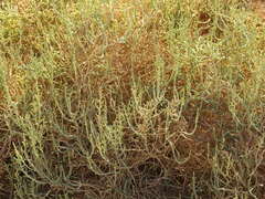 Allenrolfea occidentalis
