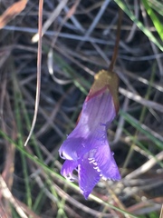 Gentianopsis virgata