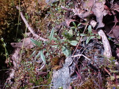 Epilobium minutum