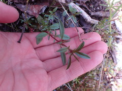 Epilobium minutum