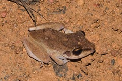 Pristimantis zeuctotylus