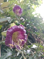 Cobaea scandens