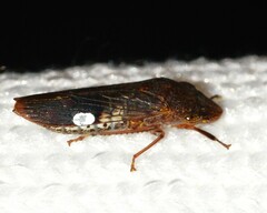 Cicadellinae