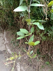 Cobaea scandens