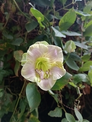 Cobaea scandens