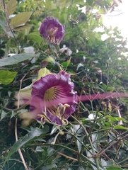 Cobaea scandens