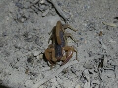 Smeringurus vachoni
