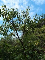 Hippomane mancinella