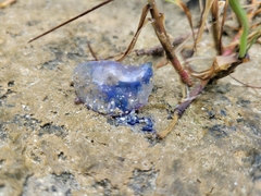 Physalia