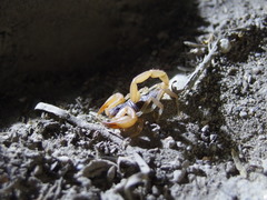 Smeringurus vachoni