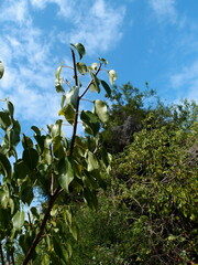 Hippomane mancinella