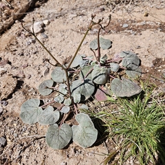 Eriogonum deflexum