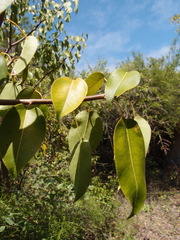 Hippomane mancinella