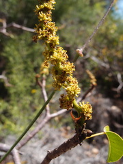 Hippomane mancinella