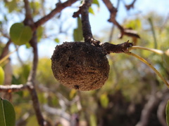 Hippomane mancinella