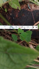 Passiflora bogotensis