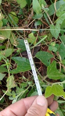 Passiflora bogotensis