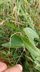 Passiflora bogotensis