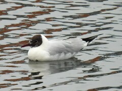 Chroicocephalus ridibundus
